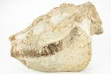 Exquisite Fossil Oreodont (Leptauchenia) Skull - South Dakota #217189-3